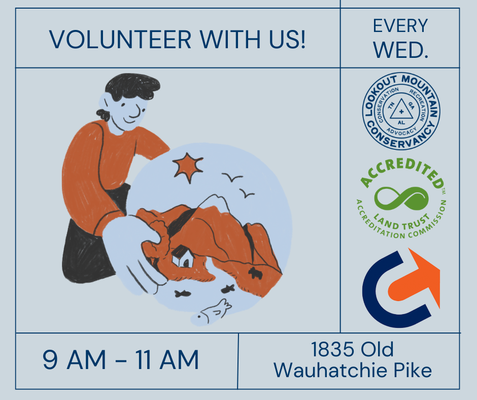 A pale blue graphic advertising open volunteer shifts at Lookout Mountain Conservancy on Wednesdays from 9am - 11am. Graphic includes cartoon person wearing an orange sweater holding a graphic of a riverside farm at the base of mountains. Graphic also includes logos for Lookout Mountain Conservancy, Land Trust Alliance, and Chattanooga Chamber of Commerce