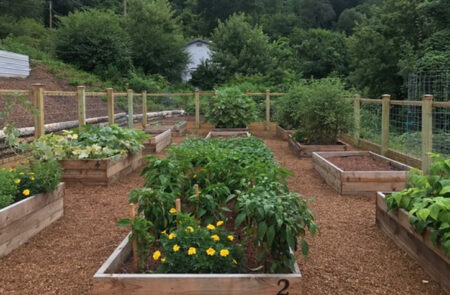 A picture of the garden in the early growing season