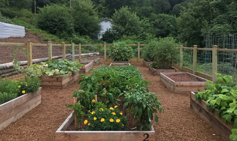 A picture of the garden in the early growing season