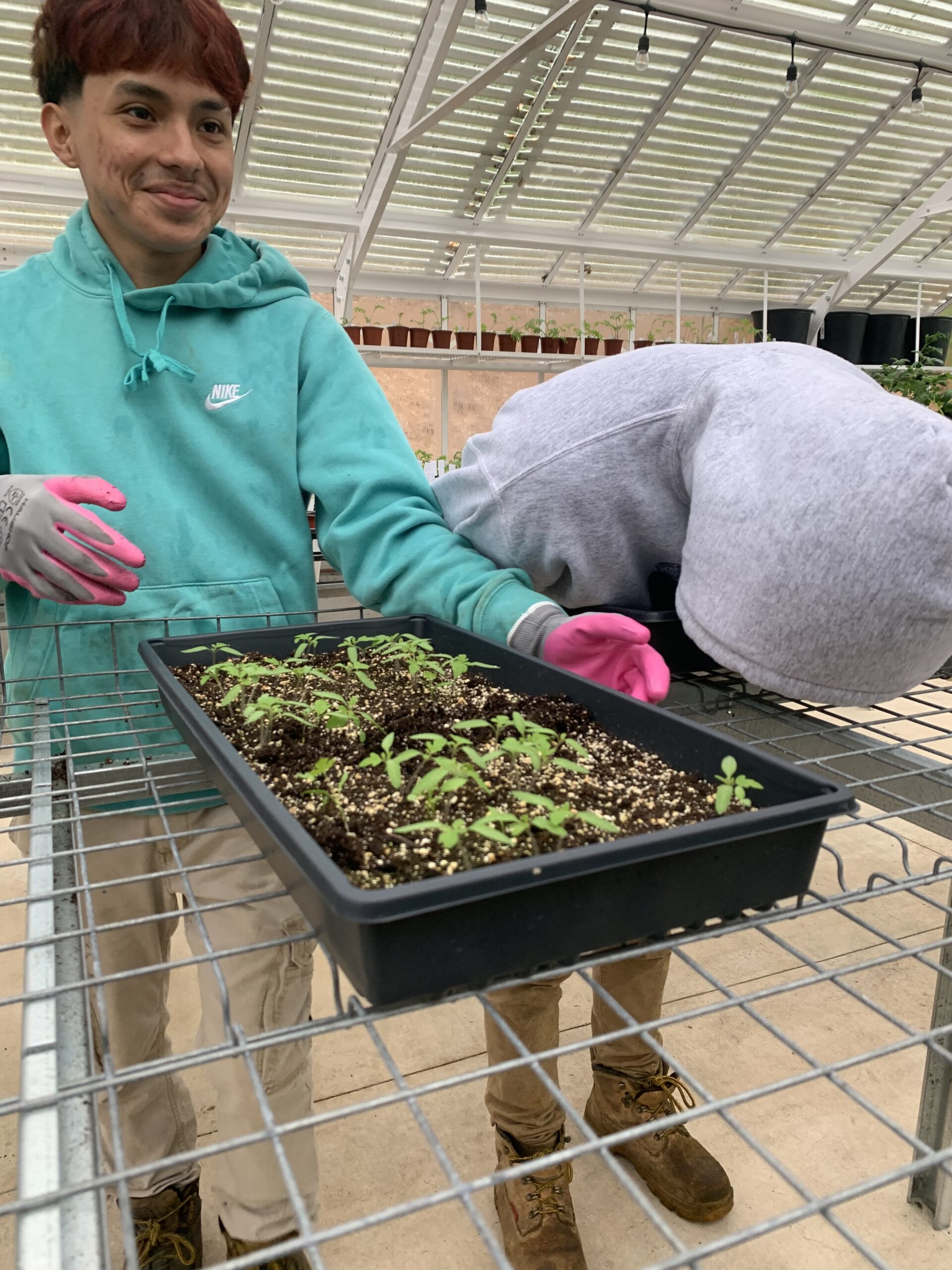 Intern Hector transfers plants in the Greenhouse.