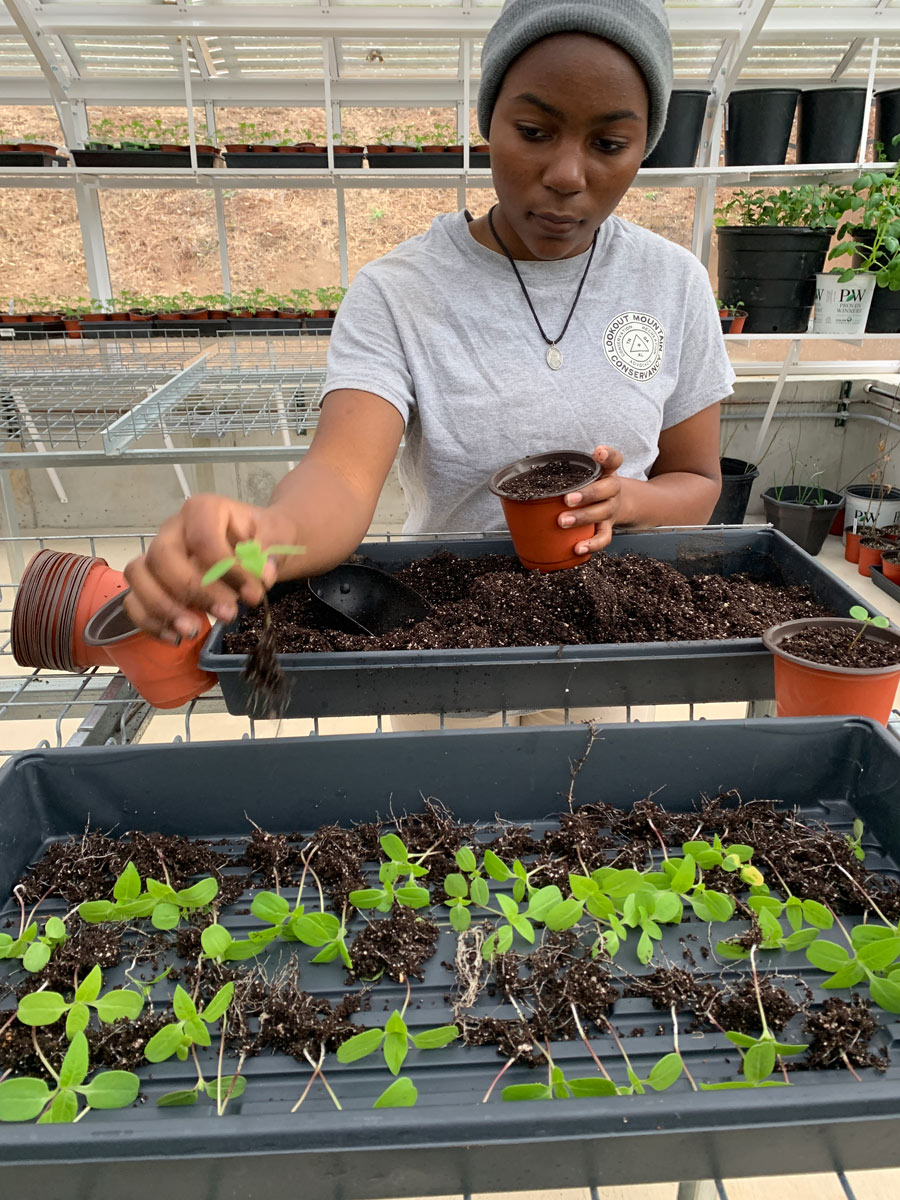 A teenaged African American female wearing a beanie pots plants in a greenhouse