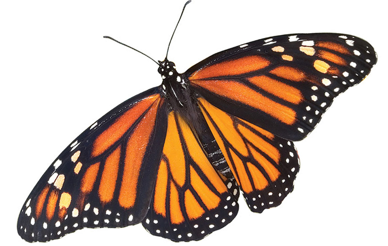 silhouette butterfly