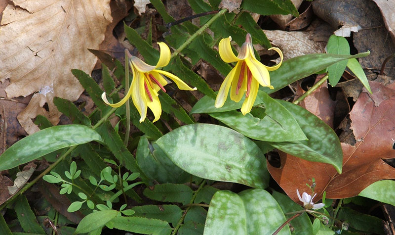 spring flowers