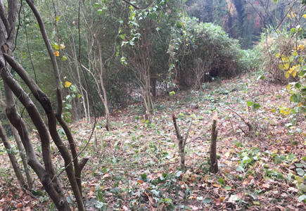 Pollinator garden with a small area cleared, shows privet and kudzu