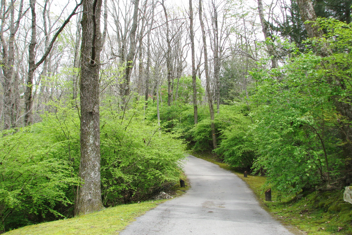 forest road