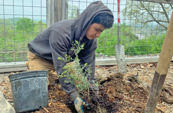 A young Latino male in a gray hoodie plants a shrub in front of a fence