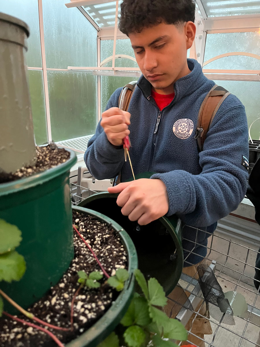 A teenaged Latino male in a blue jacket builds a strawberry tower in a greenhouse