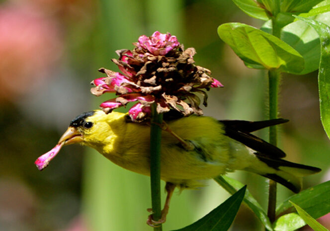 finch feeding on flower