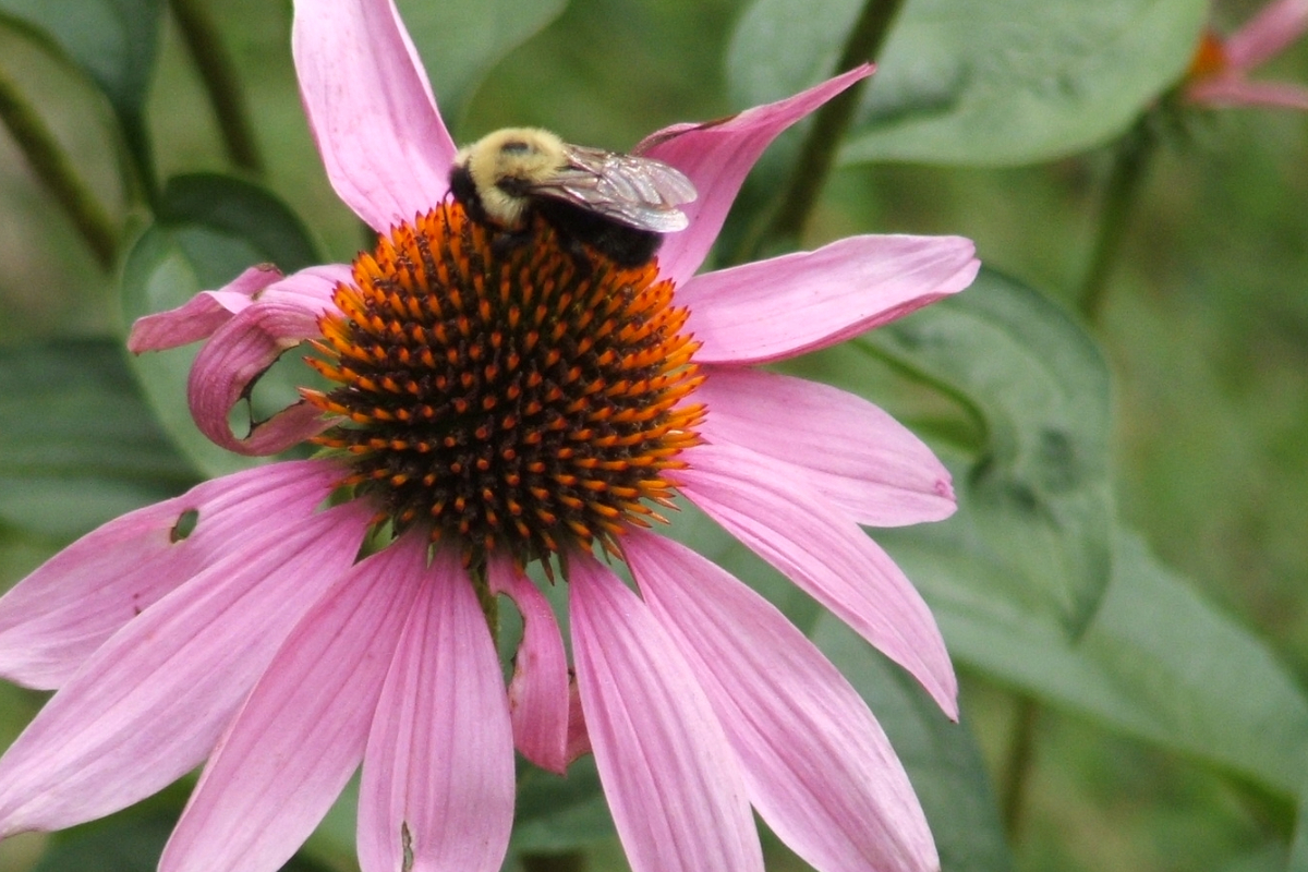Purple coneflower with a bumblebee working to pull out the nectar