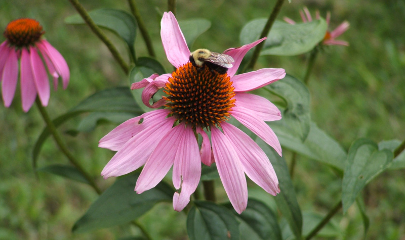 coneflower