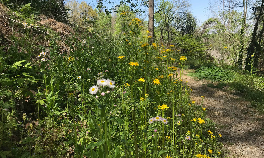 far enough trail with blooming flowers and green plants