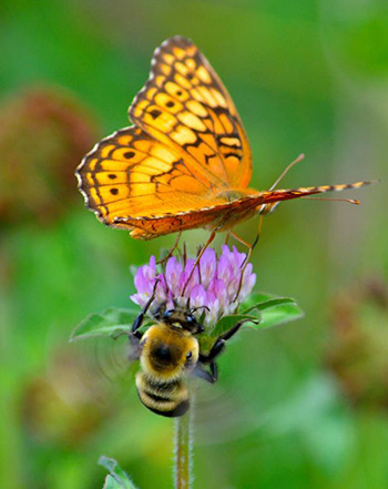 flower, bee and butterfly - Lookout Mountain Conservancy