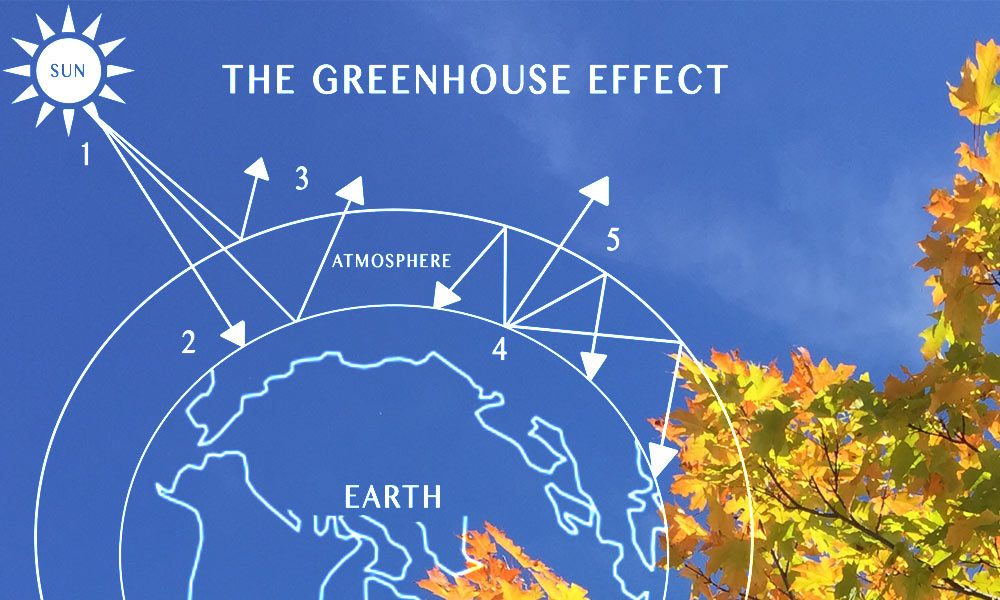 Carbon Offset Program