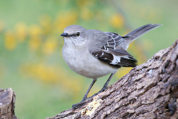 mocking bird