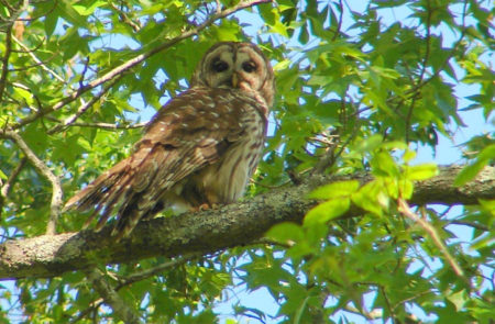 Barred Owl sitting on tree branch during day time. Credit: Kevin Calhoon