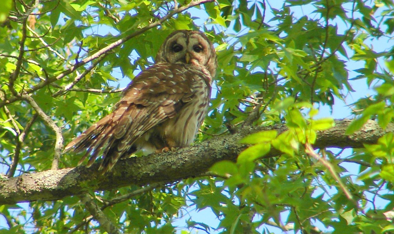 Barred Owl sitting on tree branch during day time. Credit: Kevin Calhoon