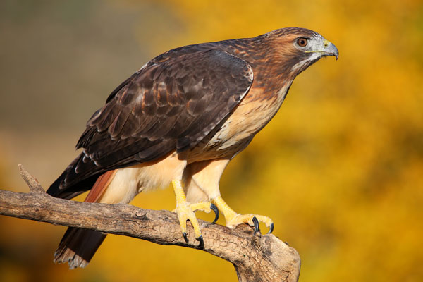 red tailed hawk