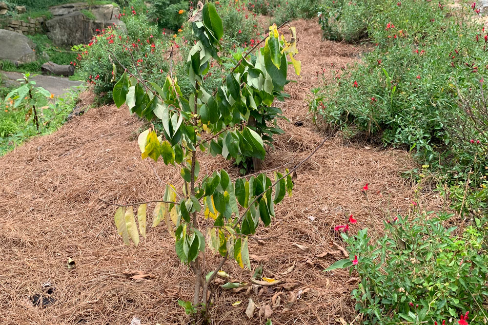 volunteers planting a sapling